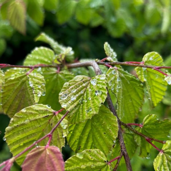 Morgenspaziergang9